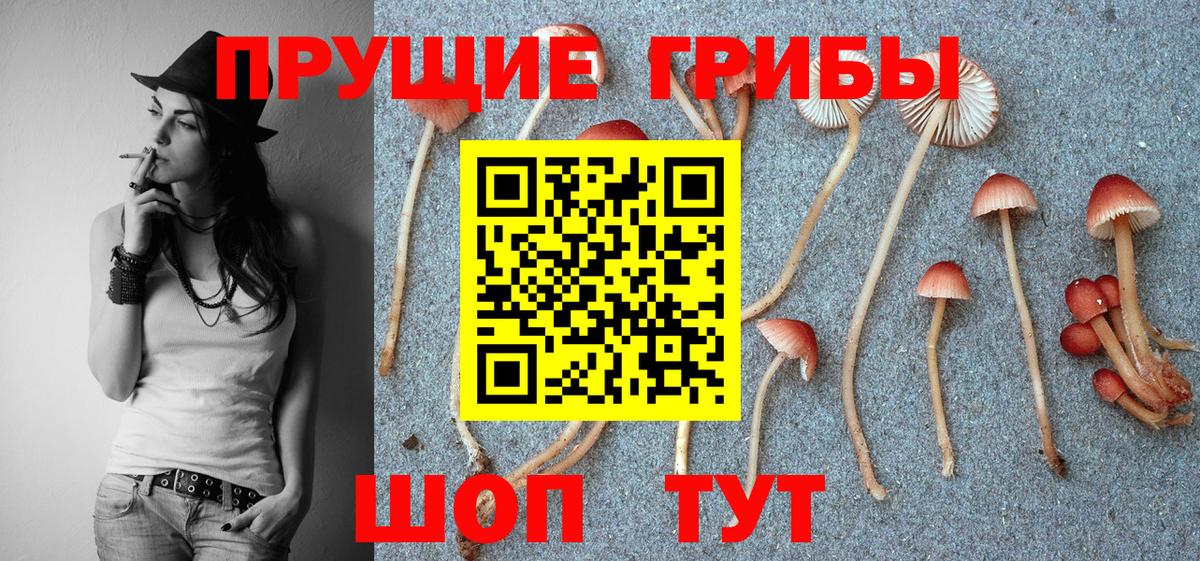 Галлюциногенные грибы Psilocybe Грозный